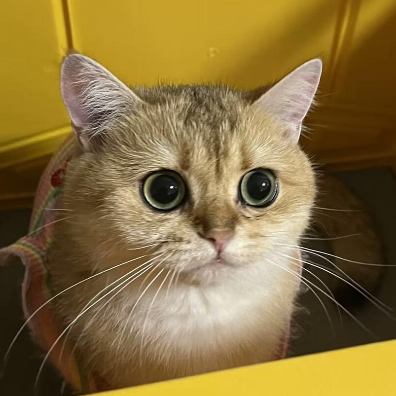 十一是只猫🐱