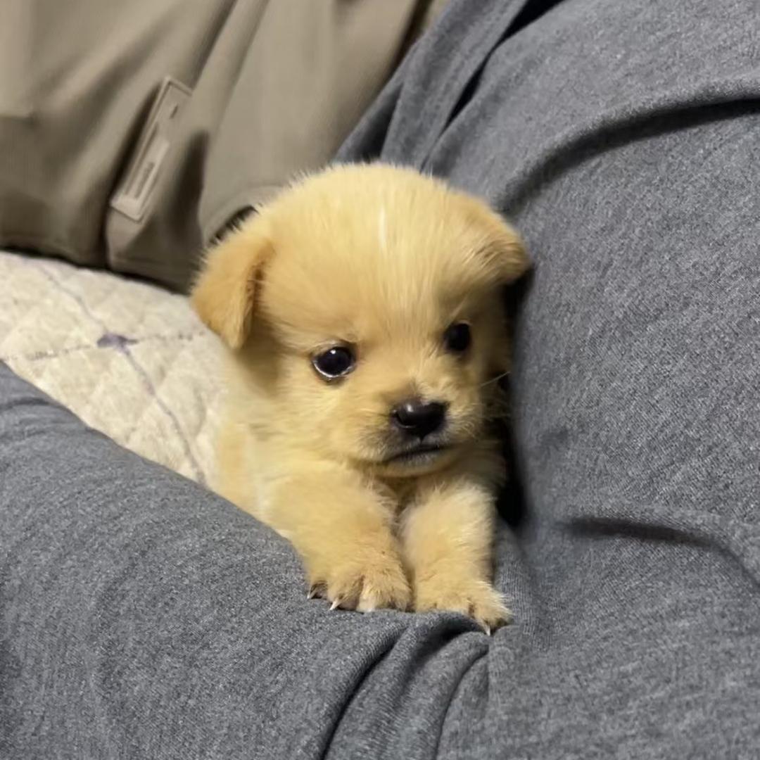 腿毛飘飘