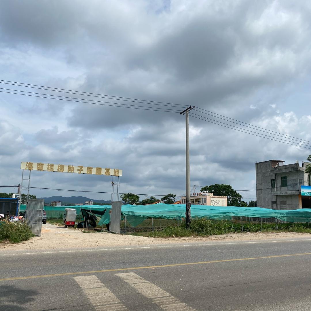 玉林博白县龙潭镇槟榔苗圃基地
