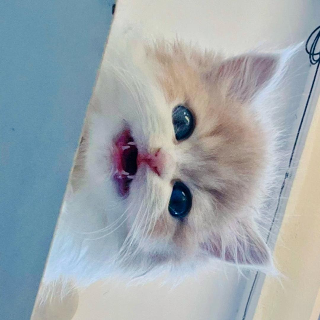 小猫偷走了“烦恼”