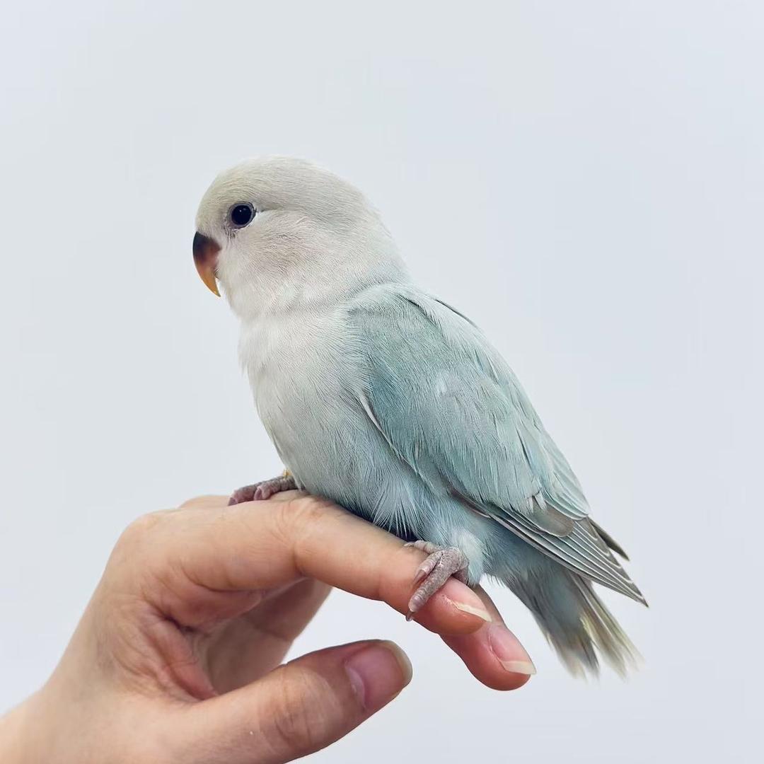 萌爪飞羽🐾（鹦鹉.猫）