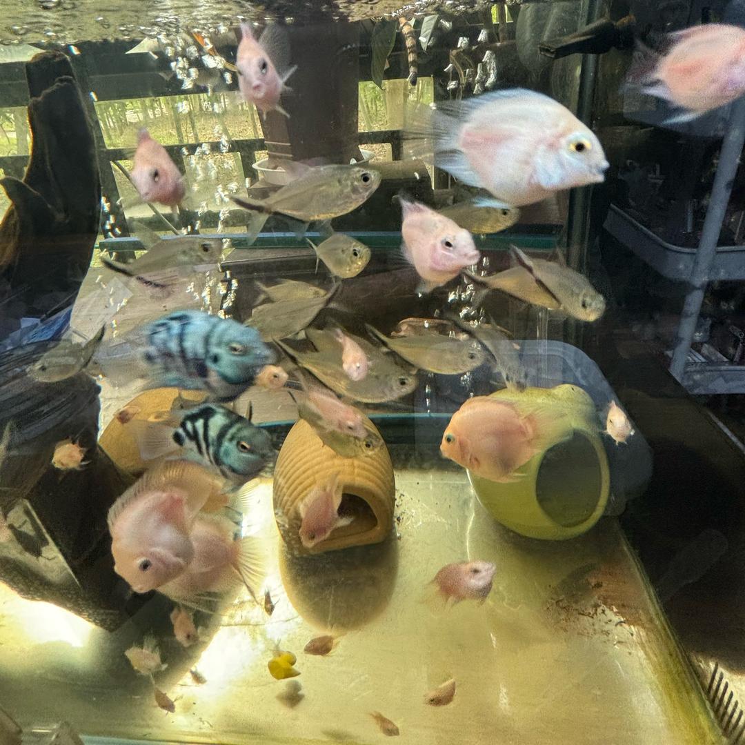 ꧁꫞꯭若꯭愚꫞꧂