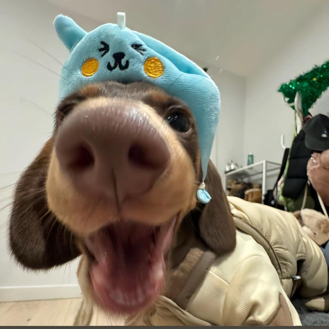 嘉多宝
