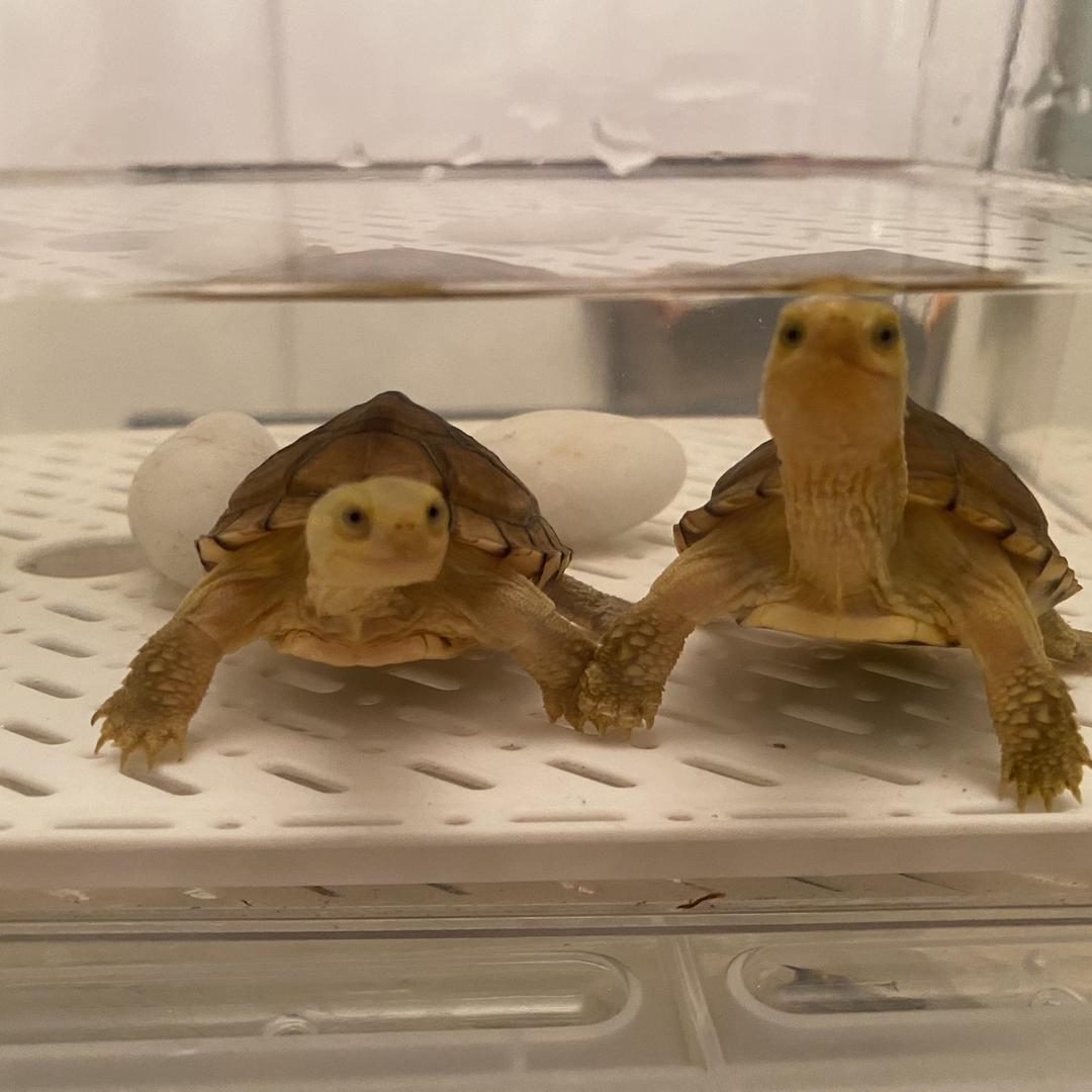 小伊萌宠