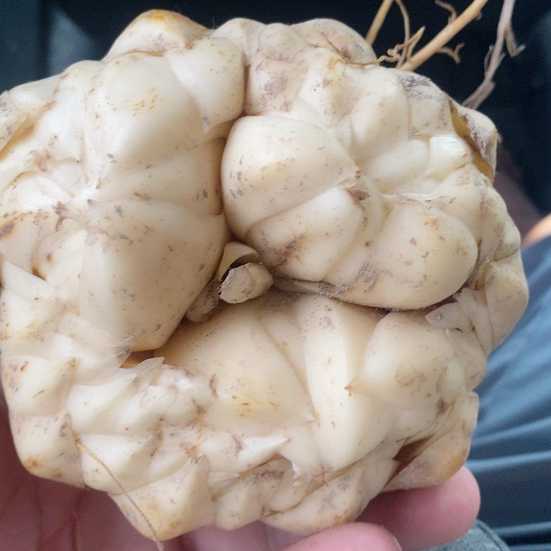 龙牙百合🍂小戴