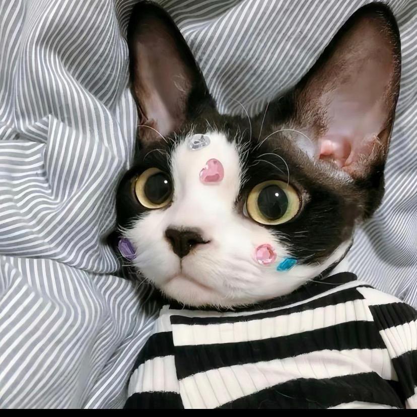 可宝