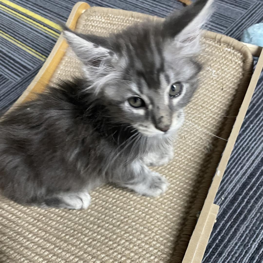 一月潮玩欧气满满