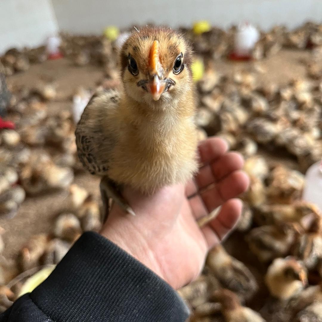 一个养土鸡的帅小伙
