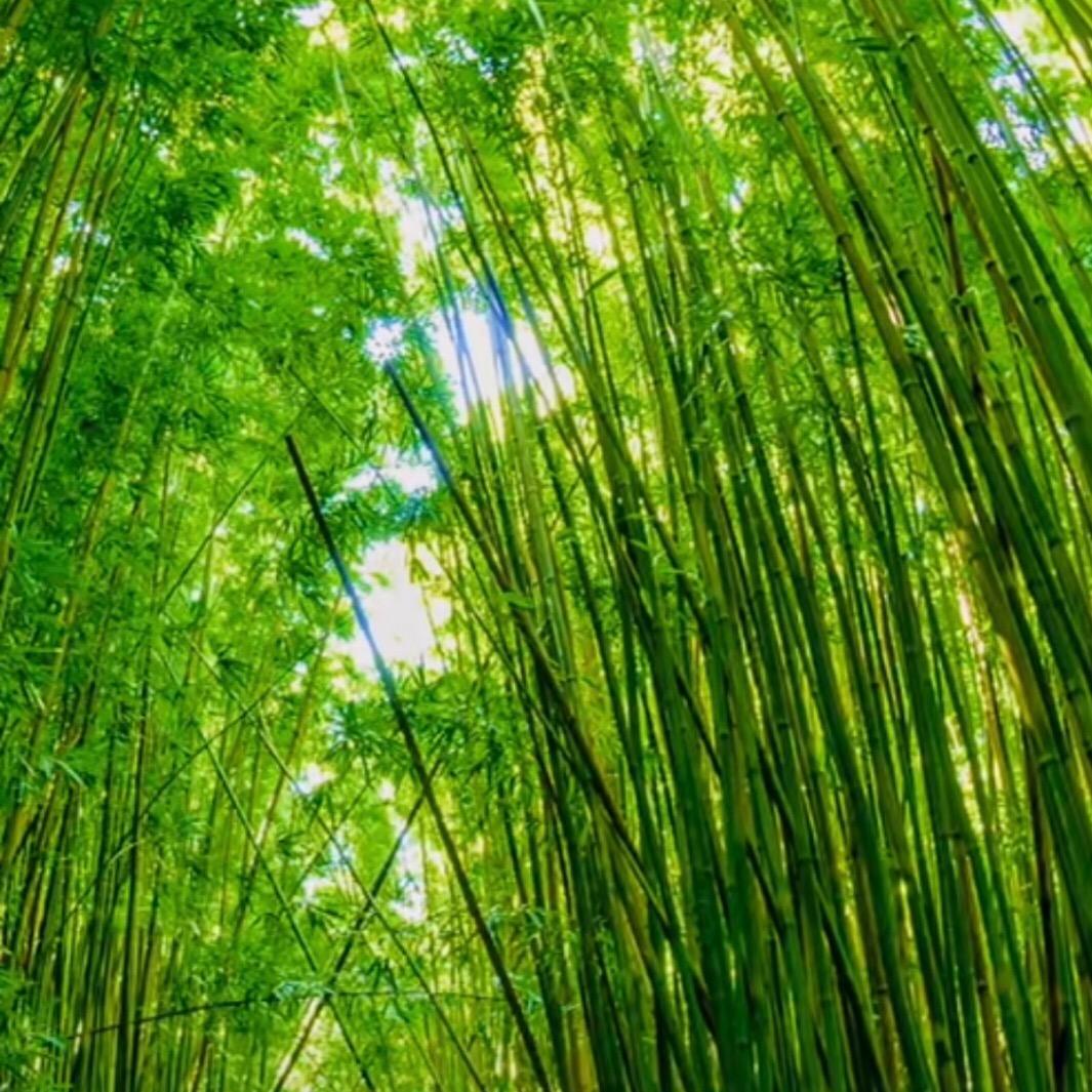 张歌