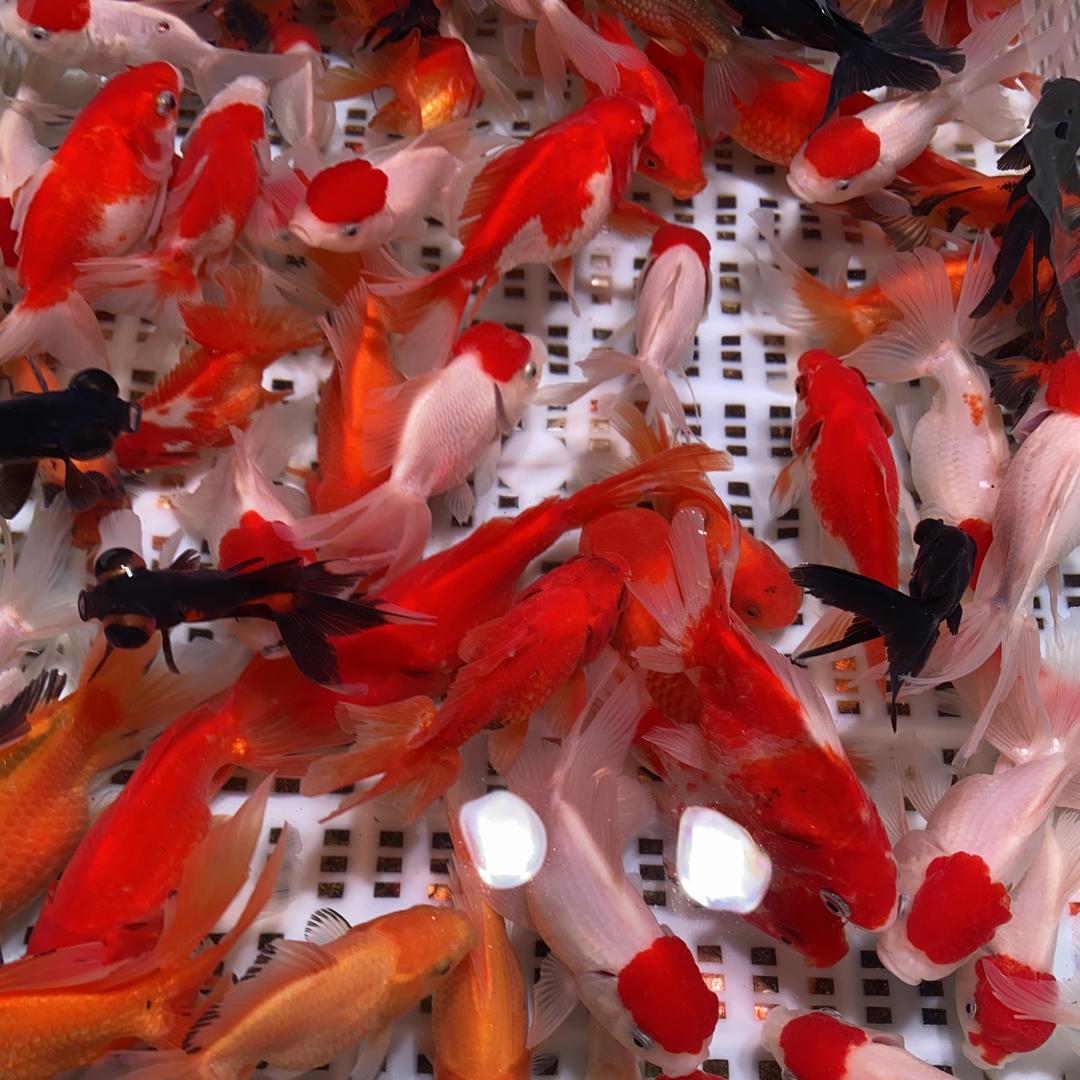 鱼之胜生态水族馆