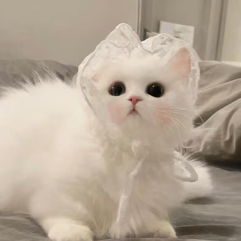 ㅎㅍ휴로호