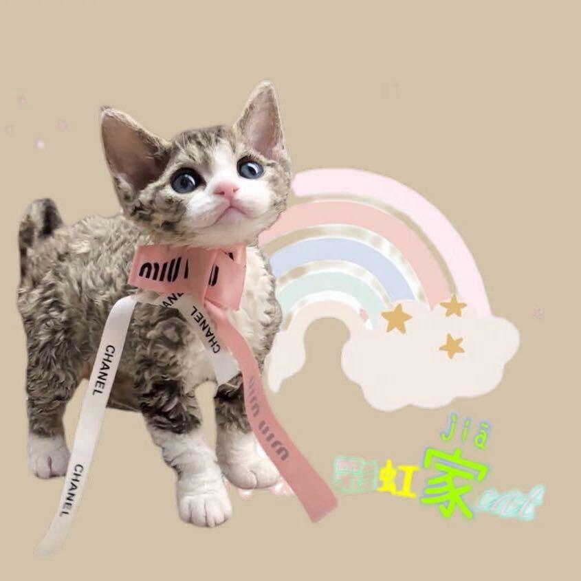 彩虹家德文卷毛猫