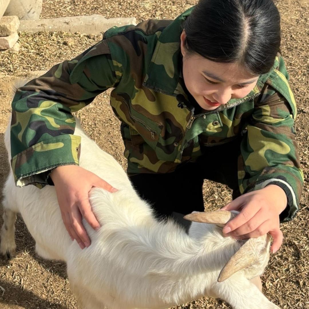 倩倩养猪