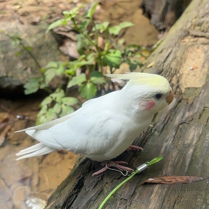 柏妘悠然