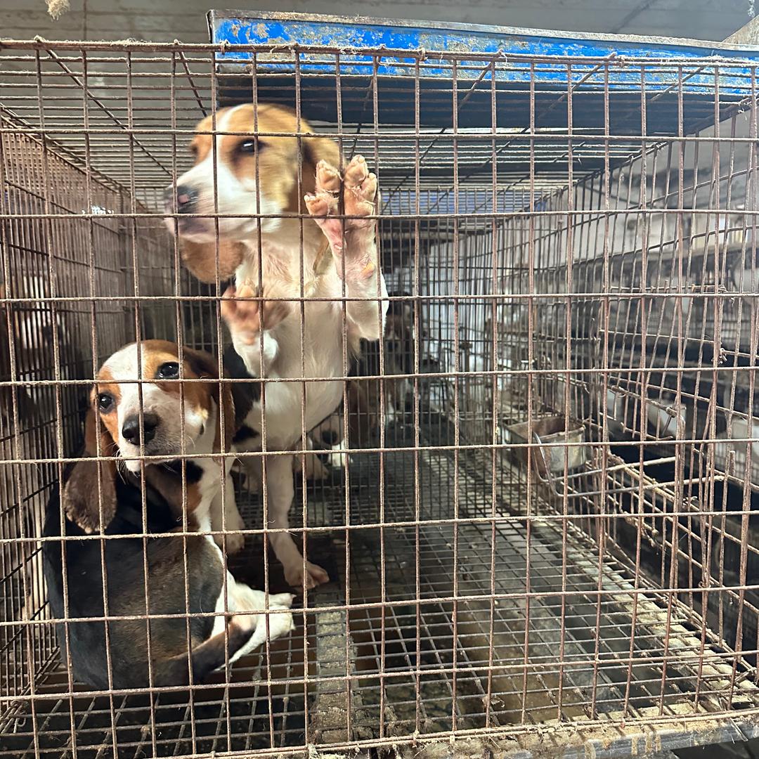 宇航-比格犬养殖基地