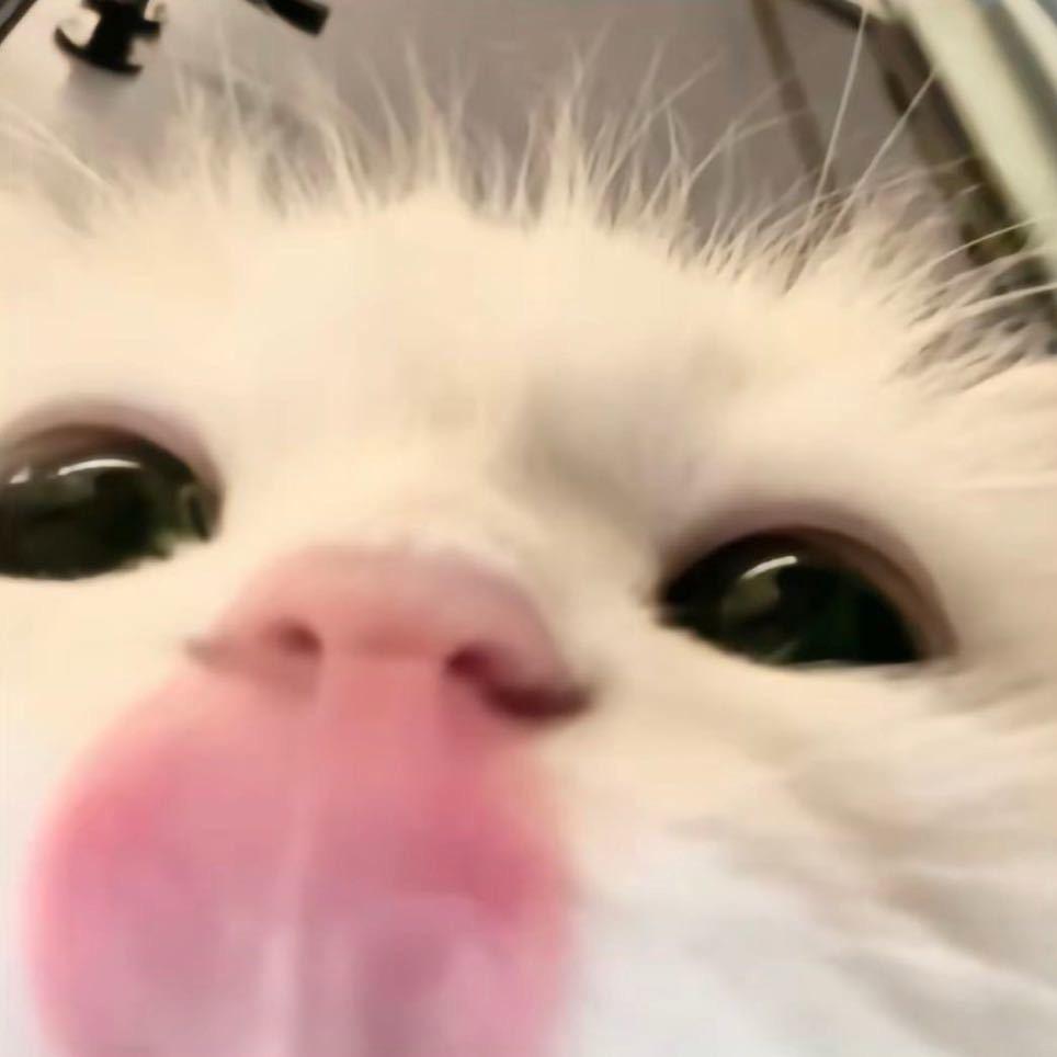 狗都没我困