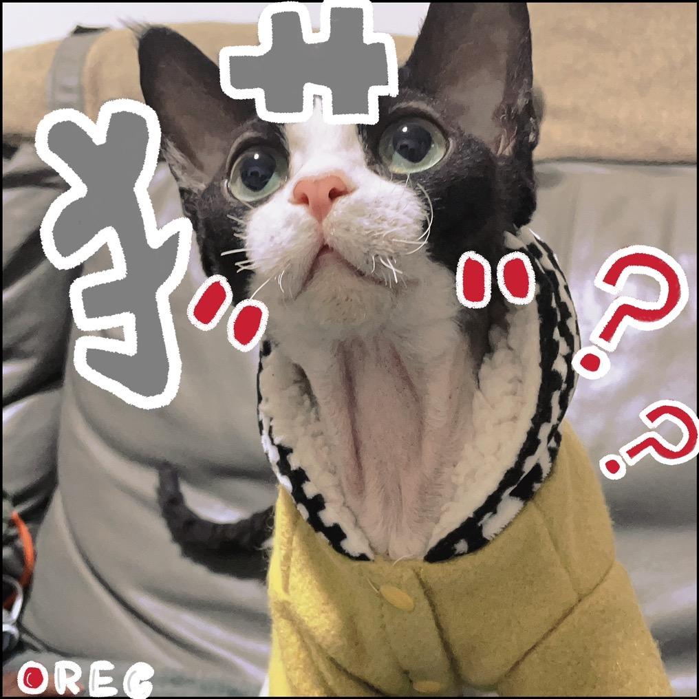 小迪德文萌宠