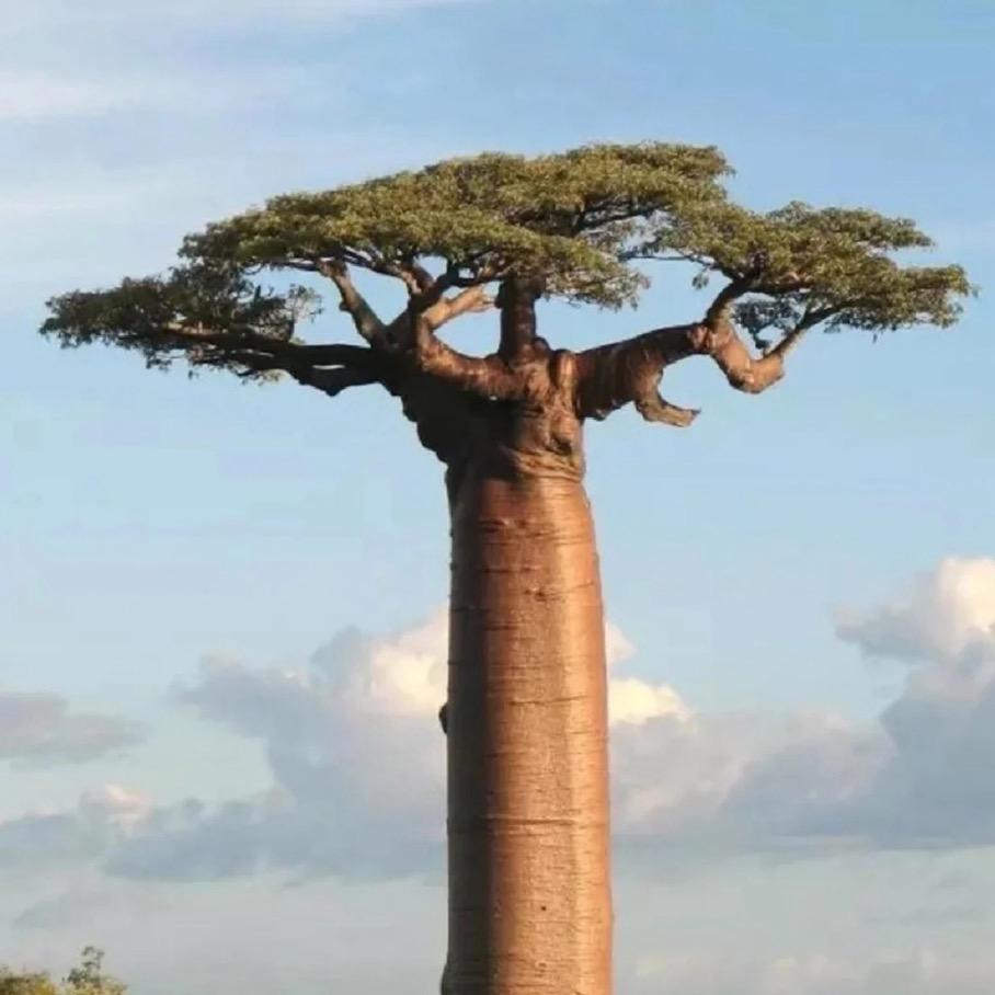 树