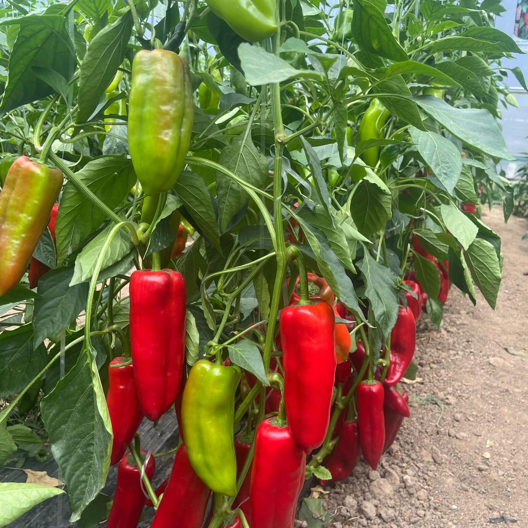 鑫润青种苗老刘