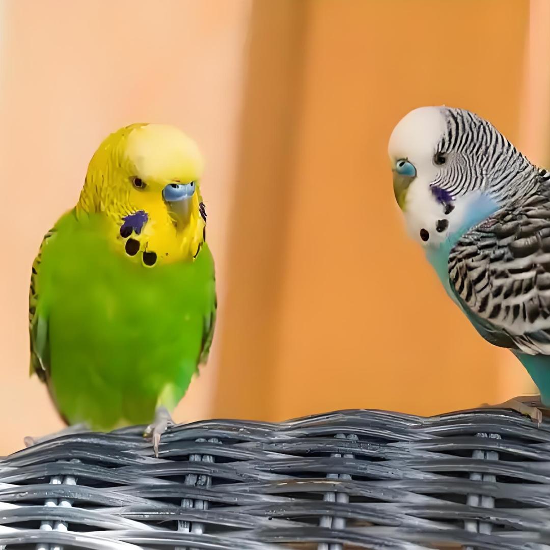 畅羽鹦鹉养殖场