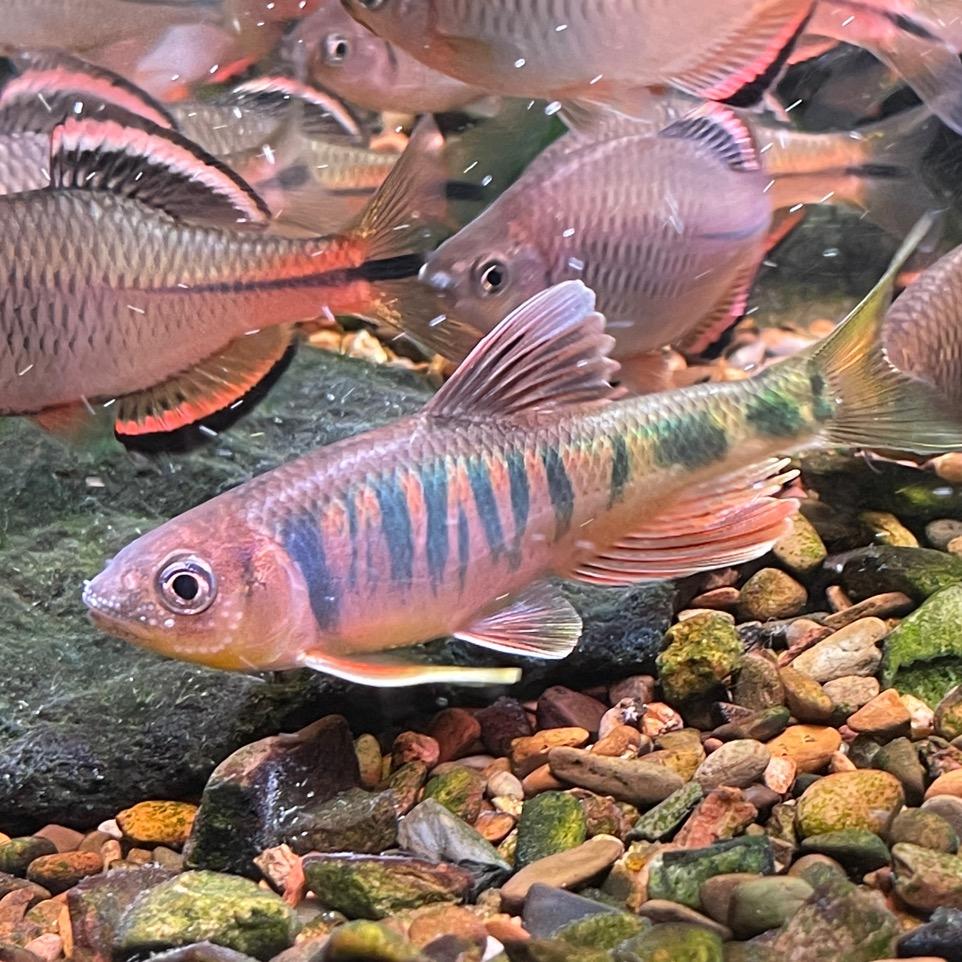 余大饼ゞ𓆡