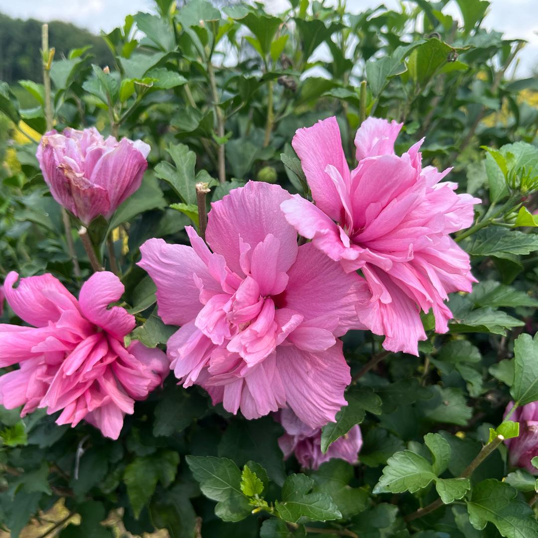 鄢陵花卉园艺