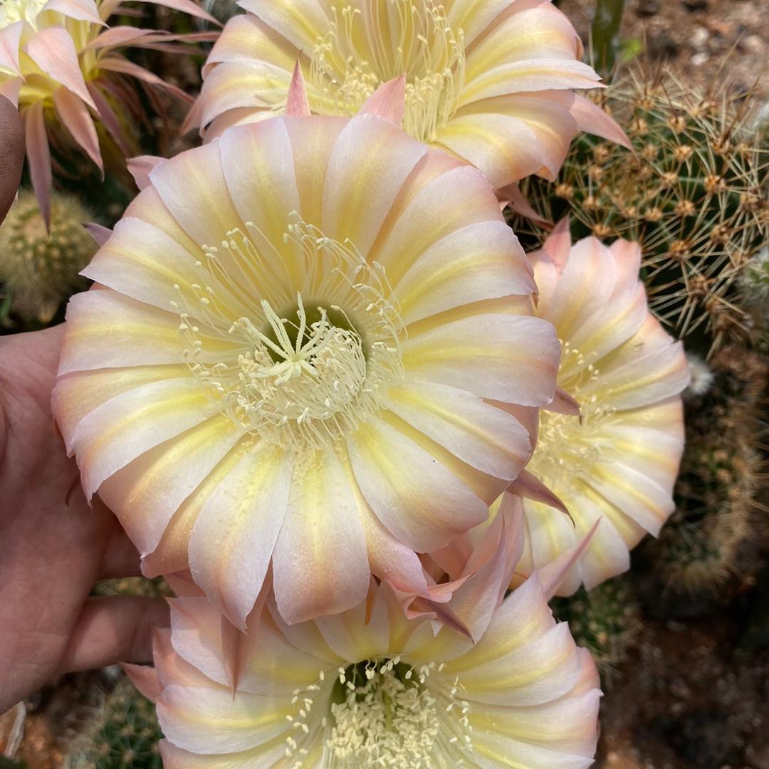 百花斗艳（仙人球）