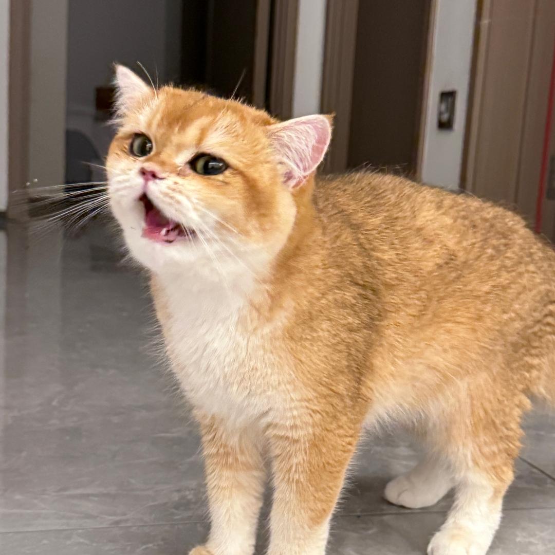 小葵.