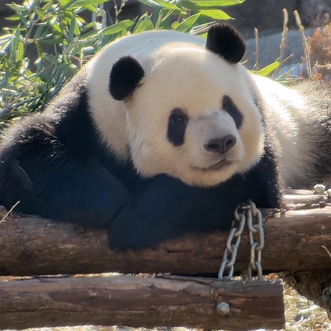 放下