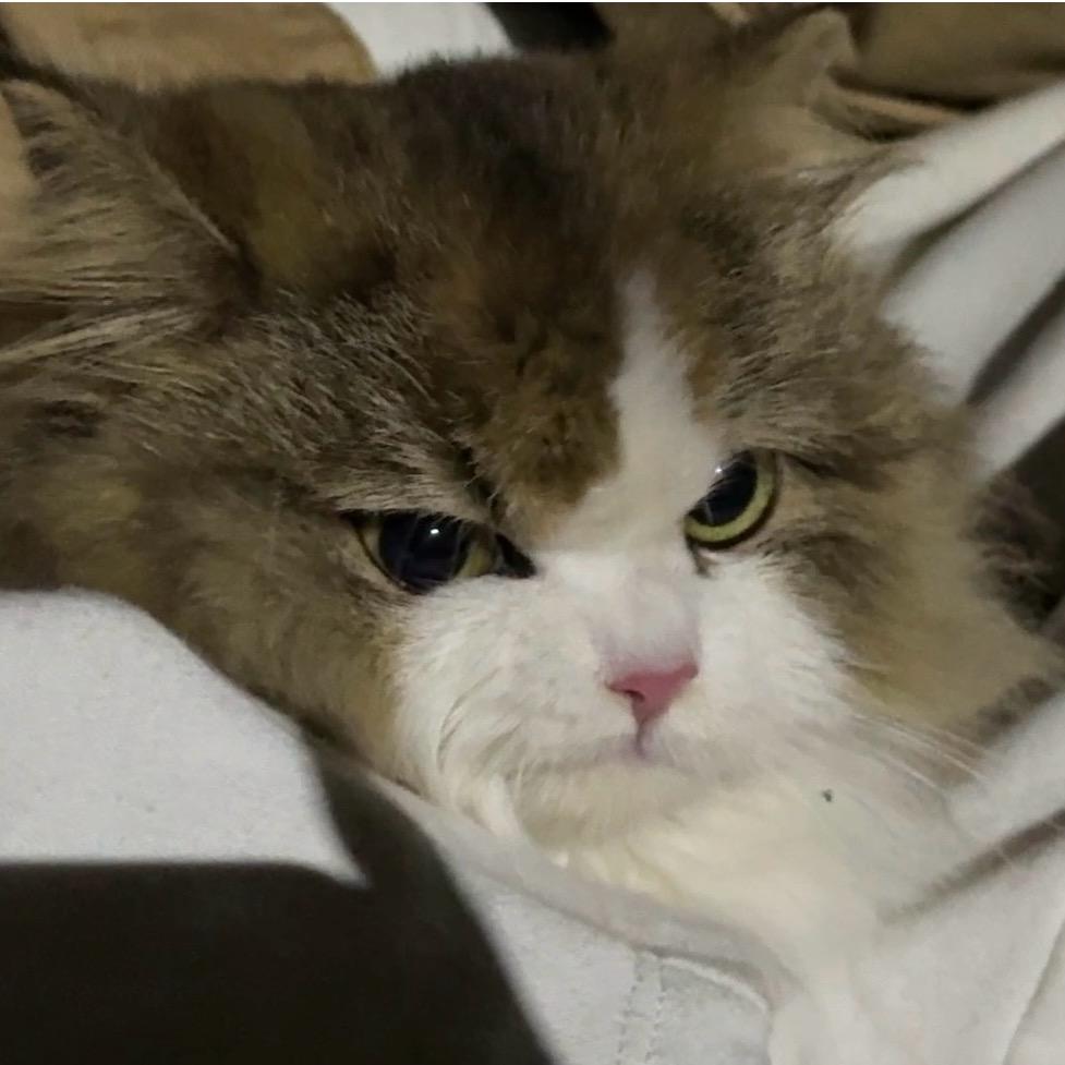 三只咪