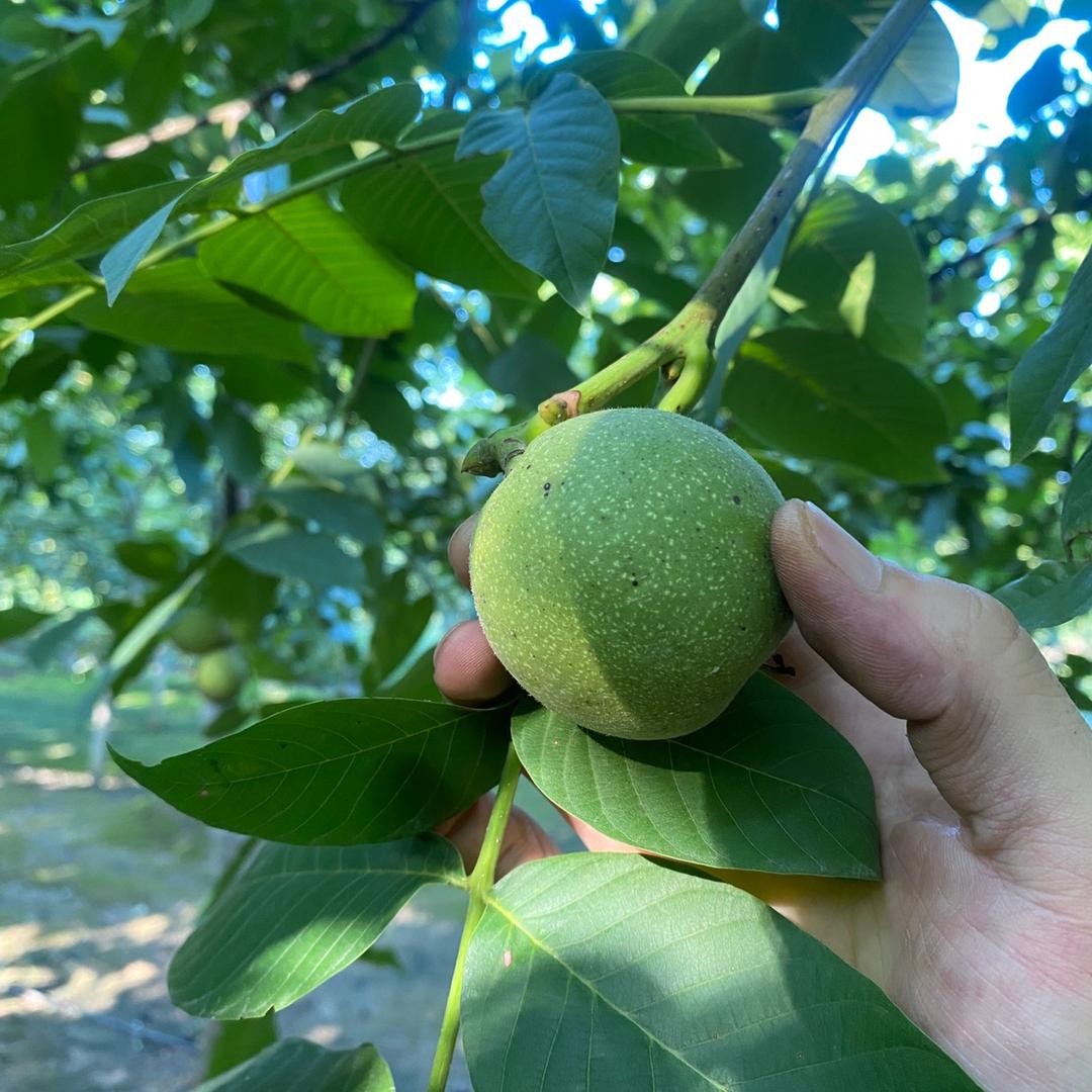 丹阳东路采摘园