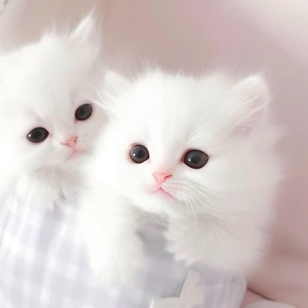懒猫