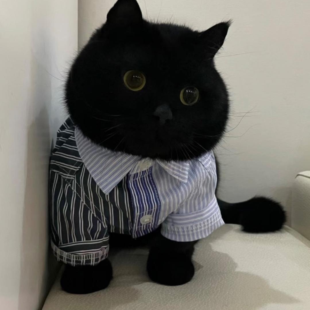 🐾油猫饼🐈