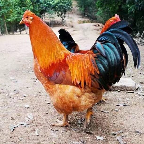 谭记高端生态土鸡