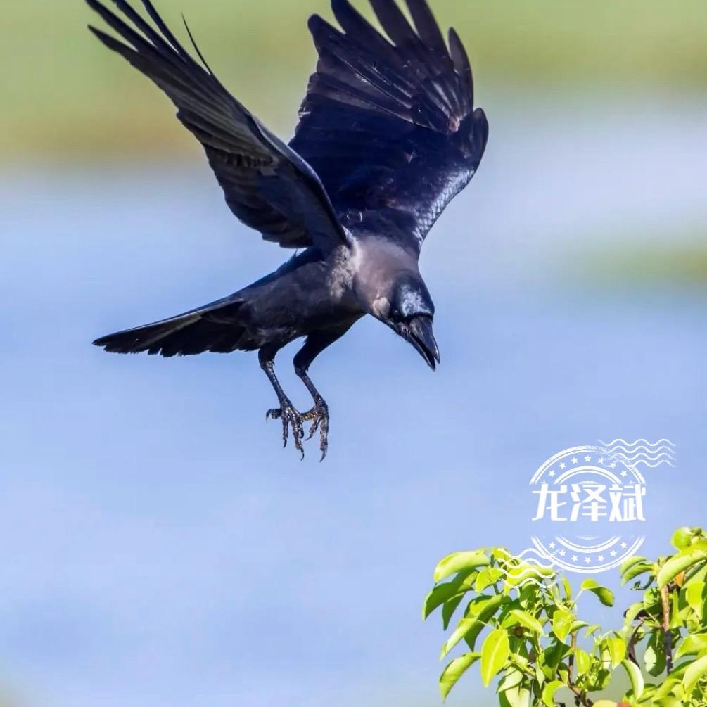 龙泽斌(八哥鸦科救助中心）
