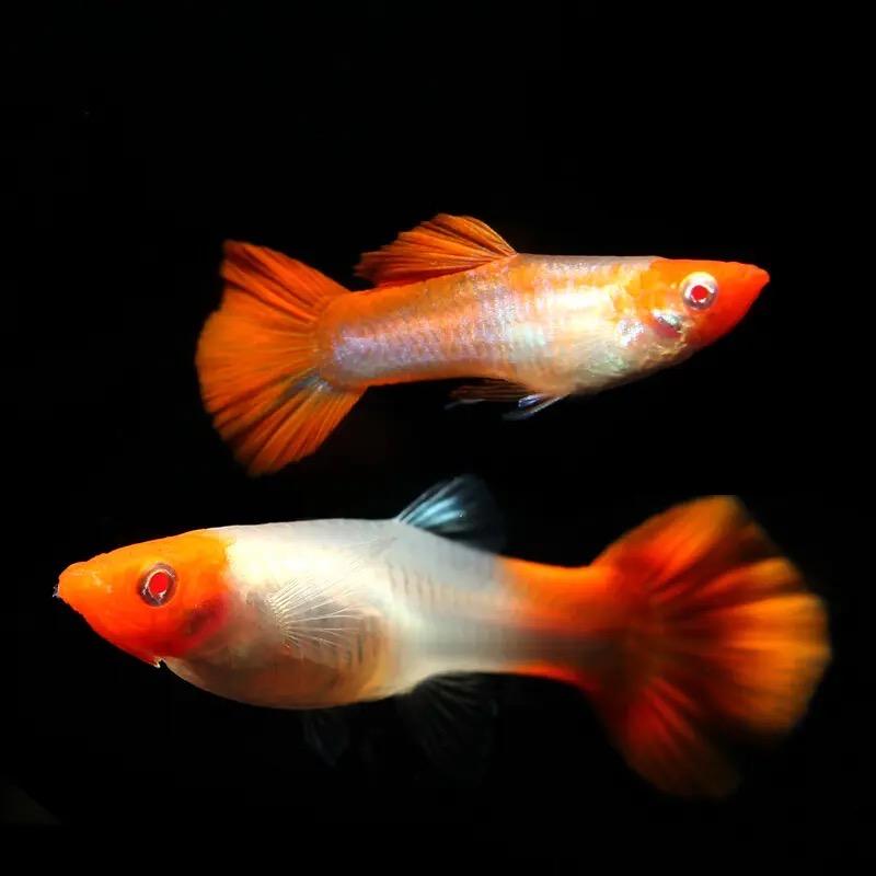 如鱼得水孔雀鱼