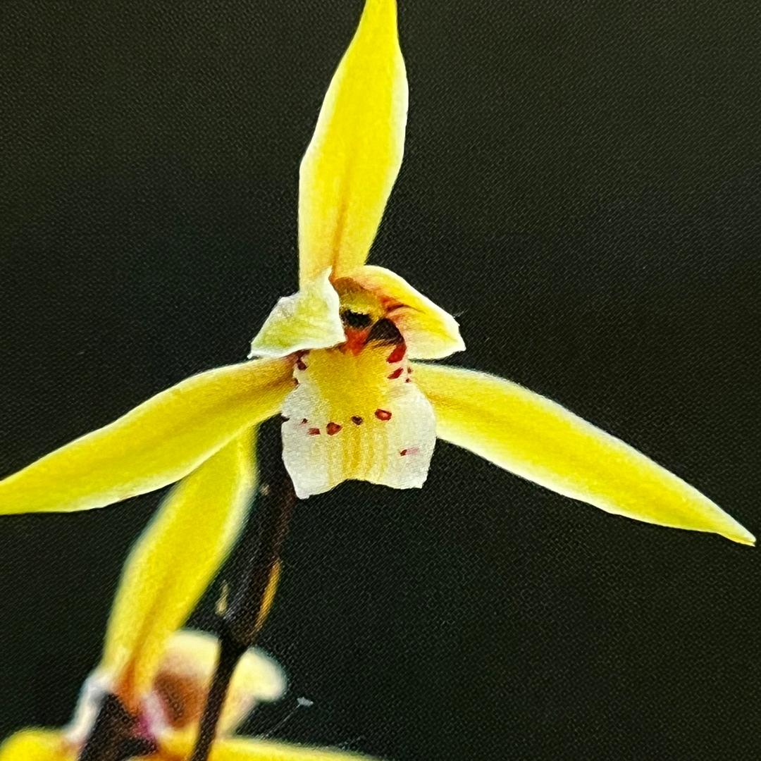 晗玥花卉