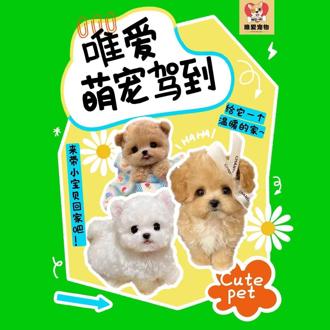 天津唯爱宠物（比熊泰迪熊）