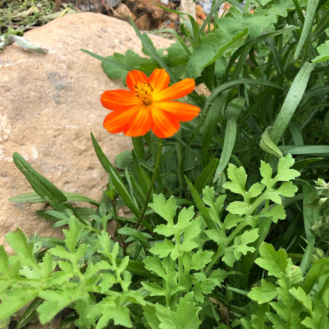 雨花石