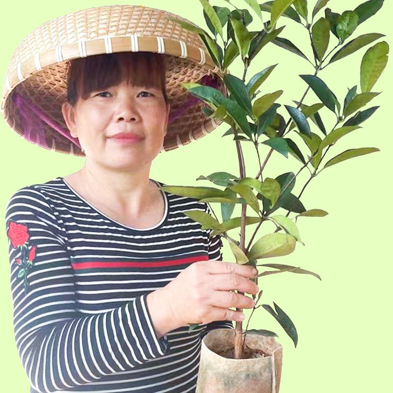 芥圃小叶子园艺