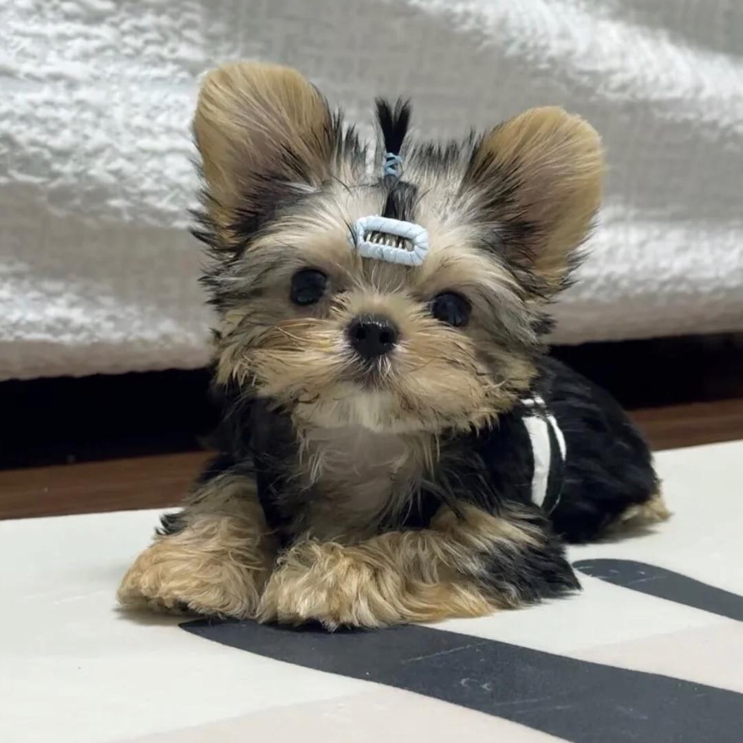 小伦萌宠🐶🐱（买🐶私聊）