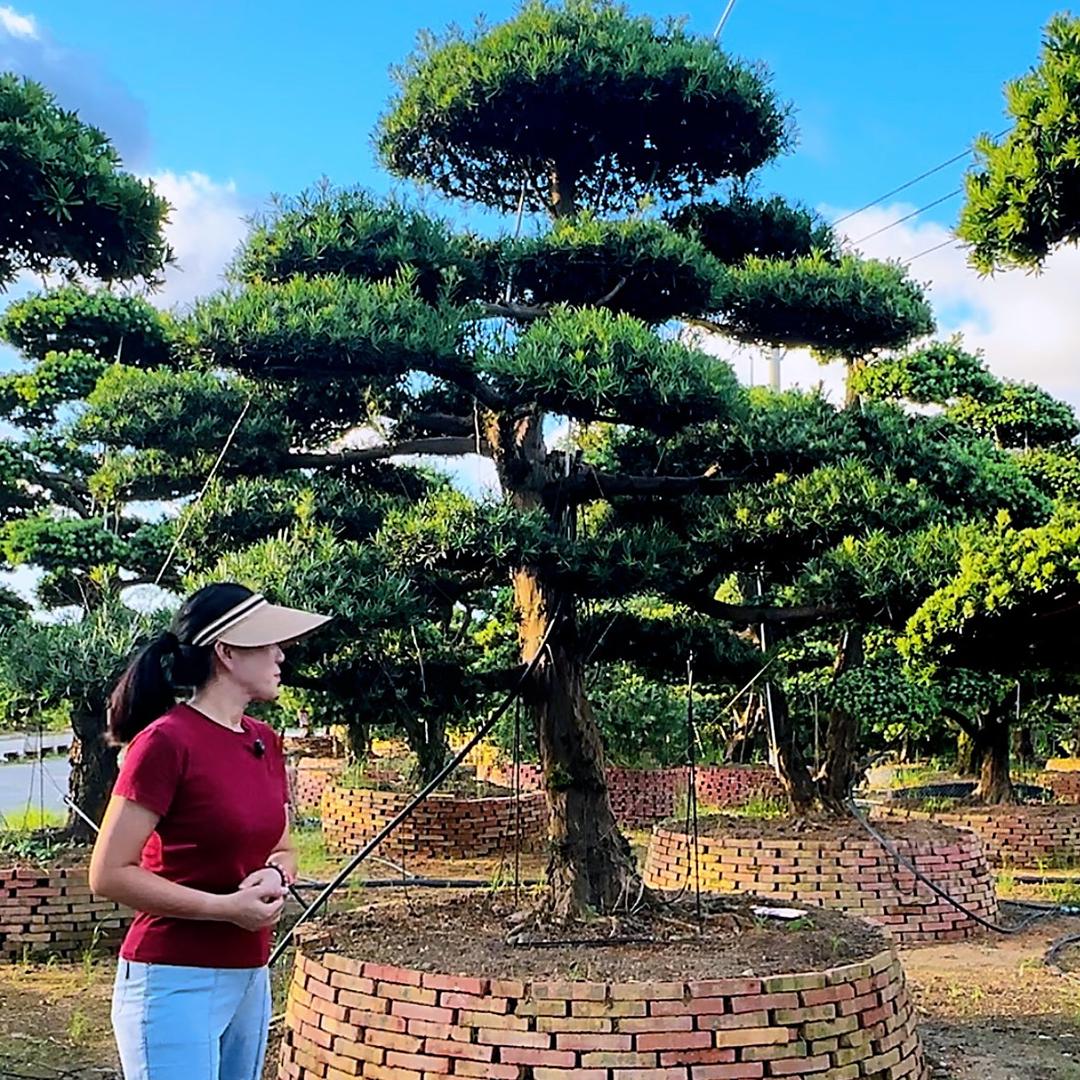 大海园林罗汉松-雅集