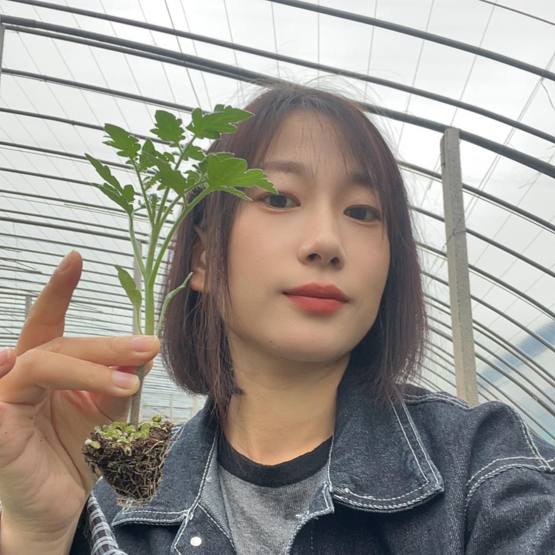 小珂番茄种苗·粉妃真甜