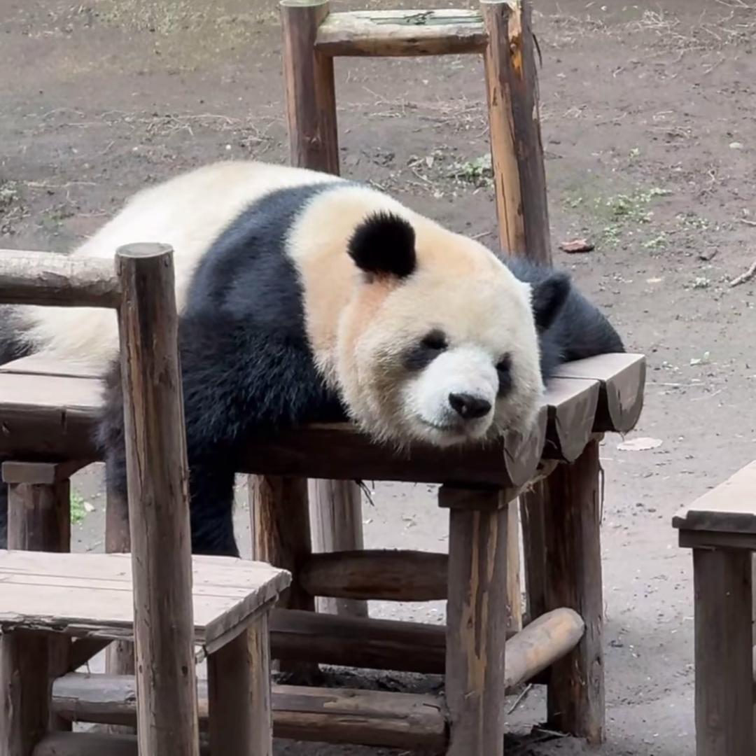 Sꕁongྀིᥫᩣᯓ、