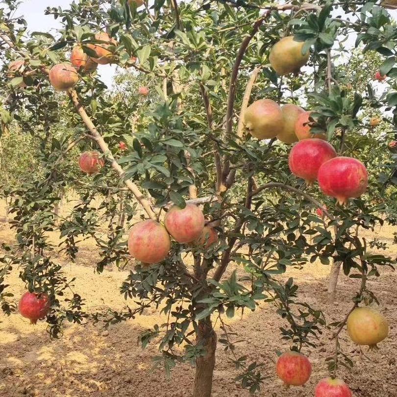 突尼斯软籽石榴树种植基地
