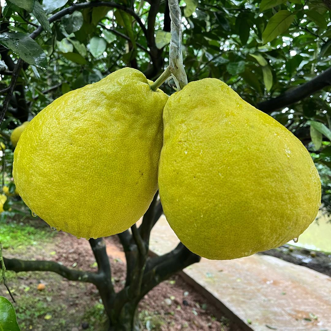 合江真龙柚自家果园