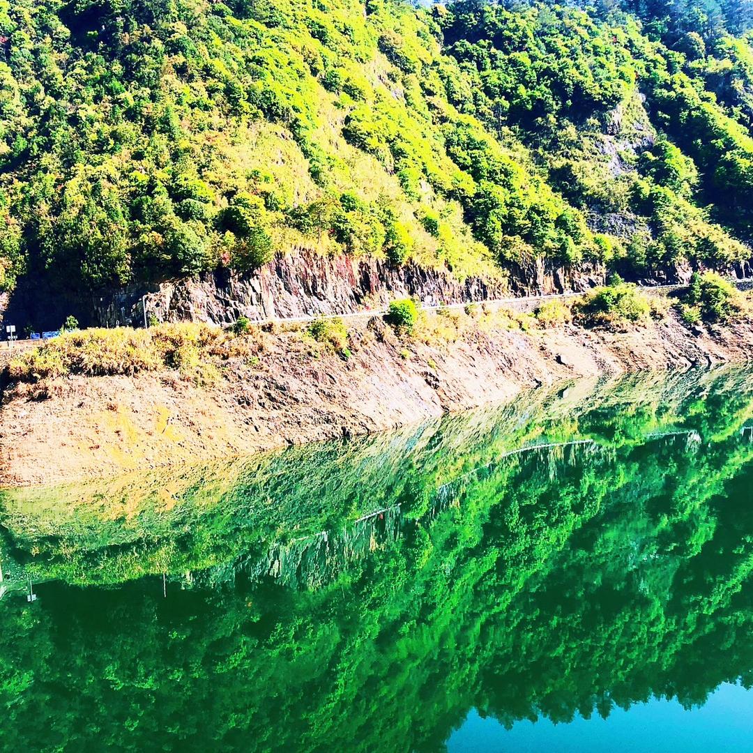 高山一青松