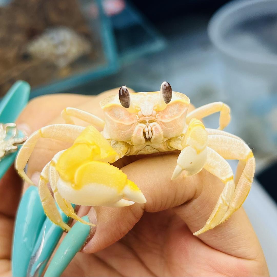 嘉嘉小蟹