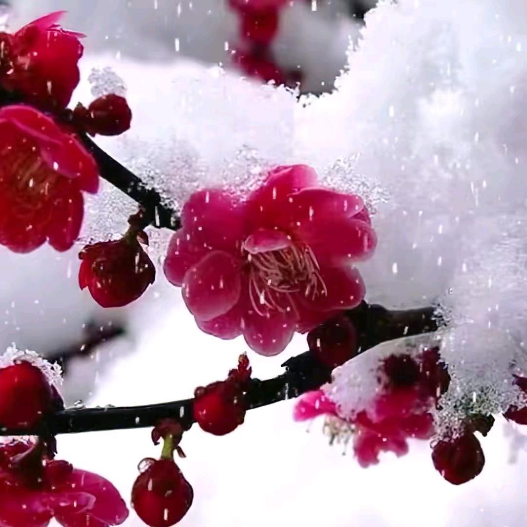 静思❄️