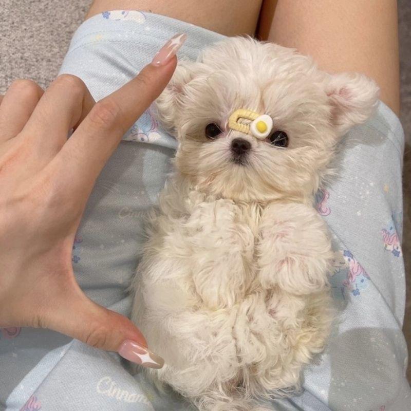 富贵小飞熊